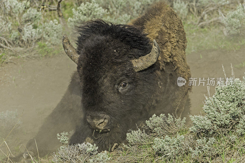 美国野牛(bison bison)，也被称为美国水牛，在怀俄明州的黄石国家公园大量发现。在泥土中滚来滚去，形成一个灰尘浴。